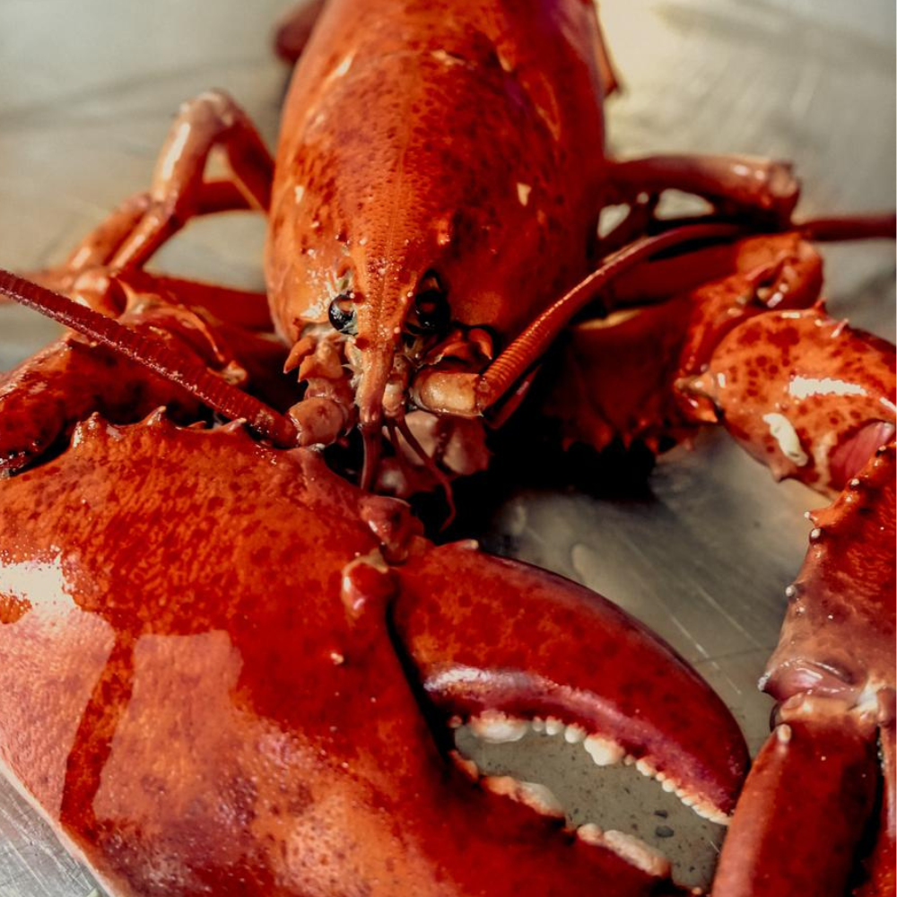 Cooked Lobster