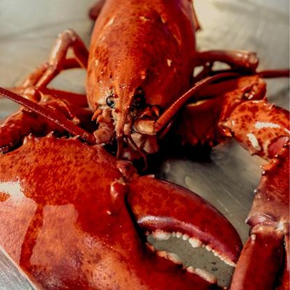 Cooked Lobster