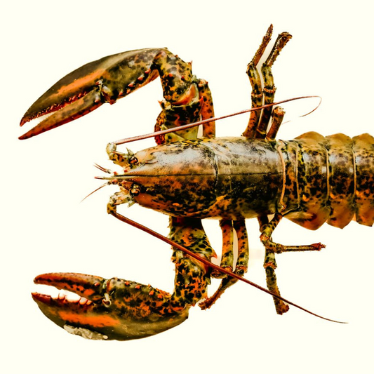 Fresh New Brunswick Lobster