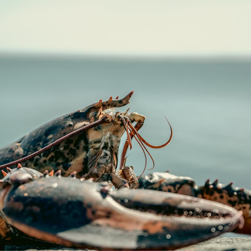 Fresh New Brunswick Lobster