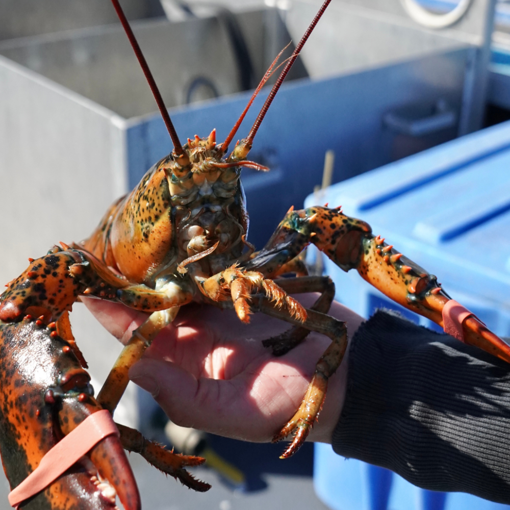 Fresh New Brunswick Lobster